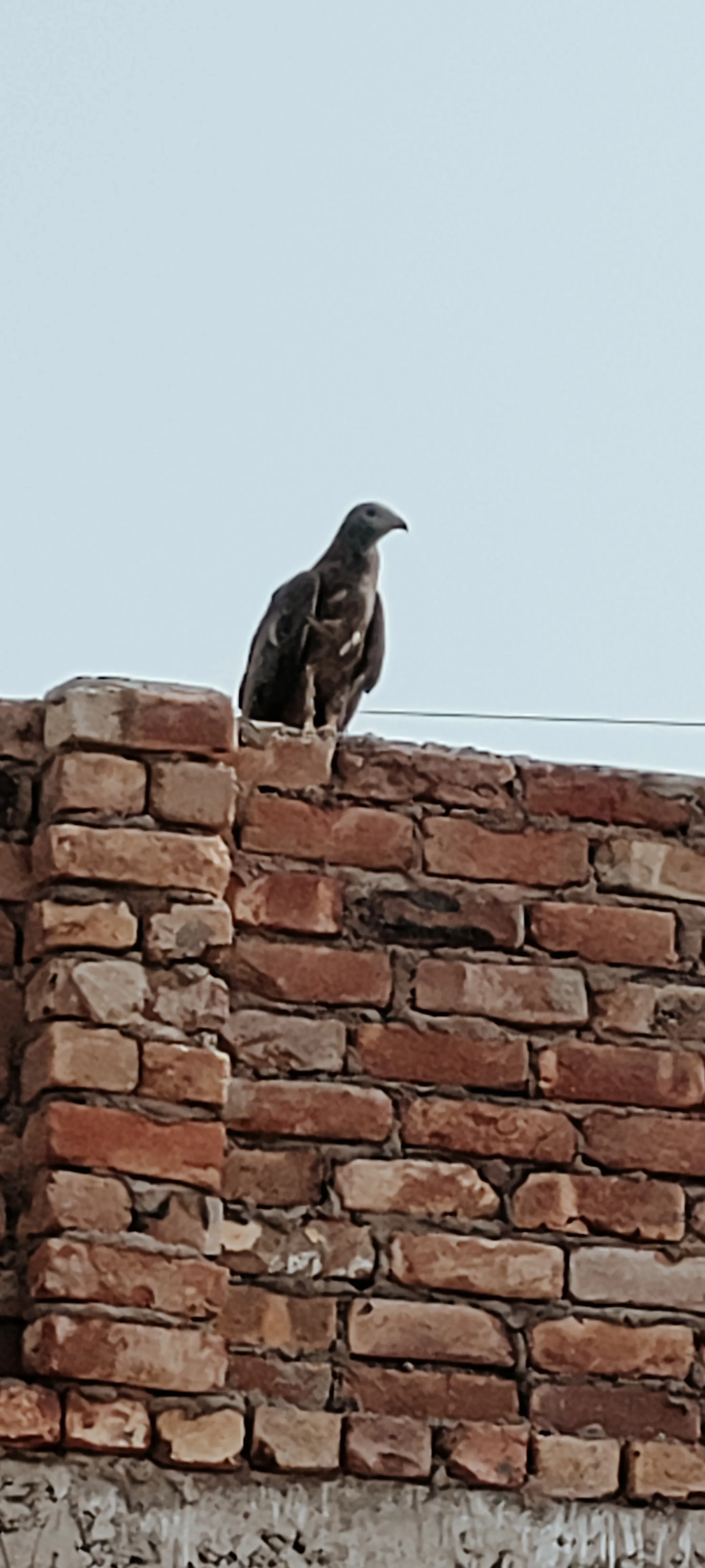 Pawan Kumar