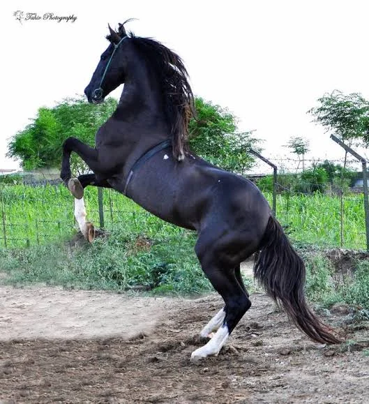 Photo of Desi Ghoda