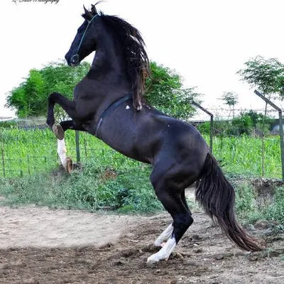 Desi Ghoda